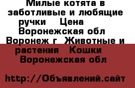 Милые котята в заботливые и любящие ручки! › Цена ­ 100 - Воронежская обл., Воронеж г. Животные и растения » Кошки   . Воронежская обл.